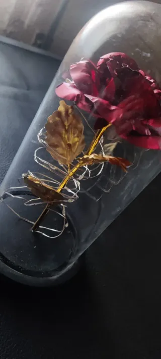 Rosa de la dama y la bestia en urna de cristal