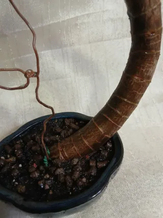 Bonsai arbol de Jade. OFERTA SOLO ESTE MES.