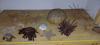 15 Ricci e Stelle Marine Essiccate