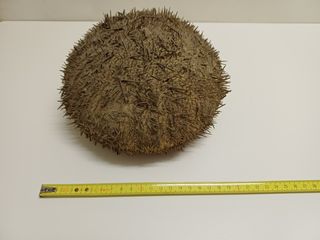 15 Ricci e Stelle Marine Essiccate