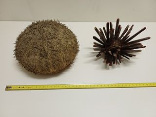 15 Ricci e Stelle Marine Essiccate