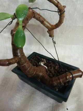 Bonsai arbol de Jade. OFERTA SOLO ESTE MES.