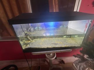 Acuario LEDDY 60LT + Filtro SERA X EDGE300.