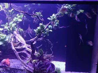 Decoración acuario peces plástico