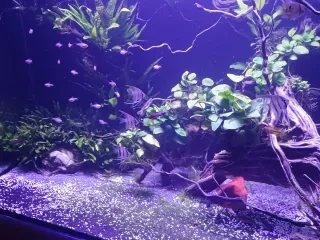 Decoración acuario peces plástico