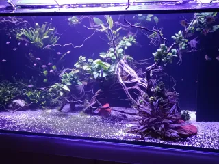 Decoración acuario peces plástico