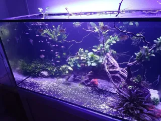 Decoración acuario peces plástico