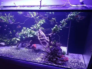 Decoración acuario peces plástico