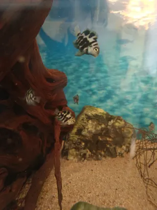 Acaras,joyas polar blue