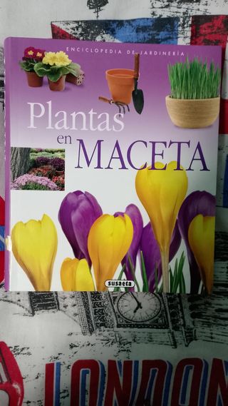 Plantas en maceta