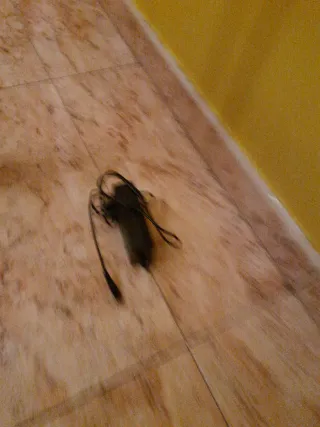 Conga Rockstar 900 Aspirador