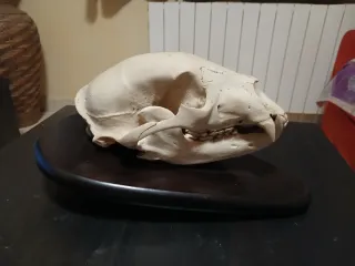 Réplica Cráneo Oso Negro Resina