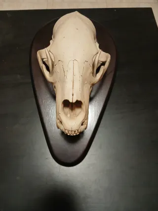 Réplica Cráneo Oso Negro Resina