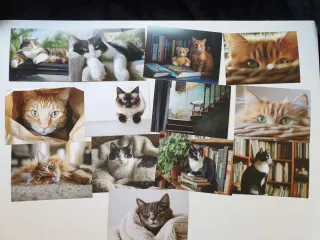 ❤ 13 carte per gatti