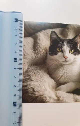 ❤ 13 carte per gatti