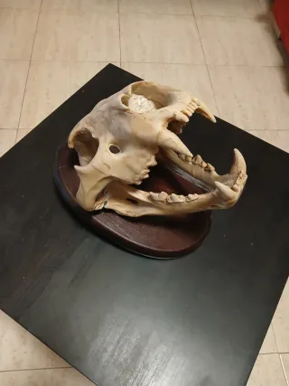 Réplica de cráneo de leon en panoplia de madera