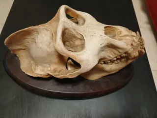 Réplica Cráneo Gorila Montaña Resina