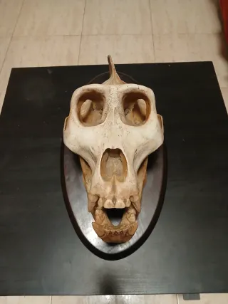 Réplica Cráneo Gorila Montaña Resina