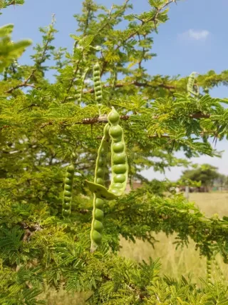Semillas de Goma Arábiga. Vachellia Nilotica