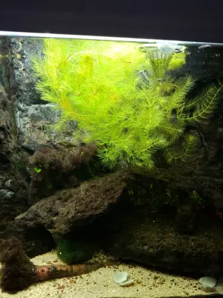 Cola de zorro planta acuario + regalo Vallisneria