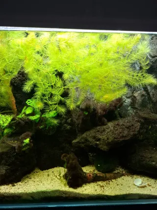 Cola de zorro planta acuario + regalo Vallisneria