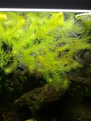 Cola de zorro planta acuario + regalo Vallisneria