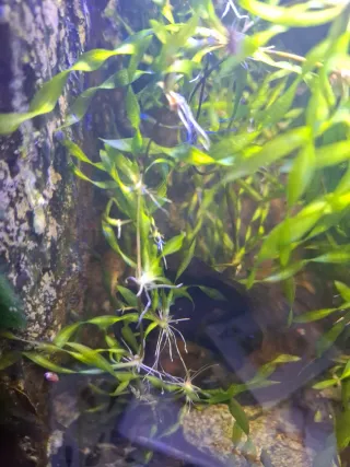 Cola de zorro planta acuario + regalo Vallisneria