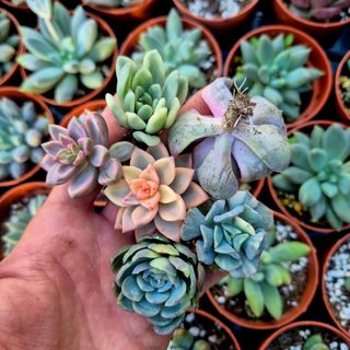 Pack 6 mini suculentas variegadas