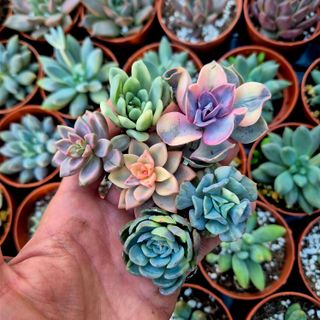 Pack 6 mini suculentas variegadas