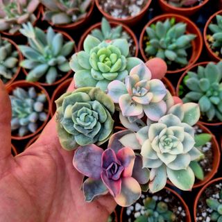 Pack 5 mini suculentas variegadas premium