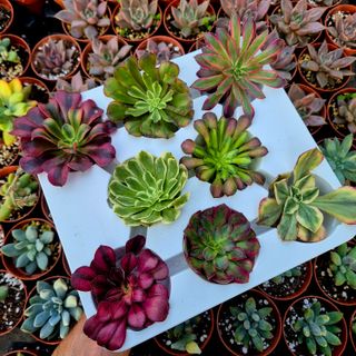 Pack 8 esquejes aeonium variegados