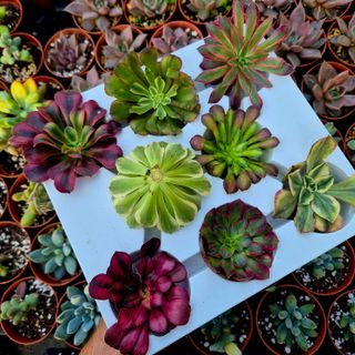 Pack 8 esquejes aeonium variegados
