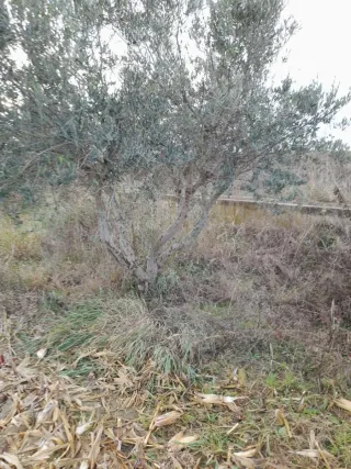 Olivos en venta