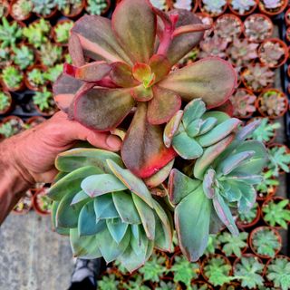 Pack 3 Suculentas Gigantes