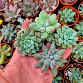 Pack 4 Suculentas botánicas Raras