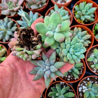 Pack 4 Suculentas botánicas Raras