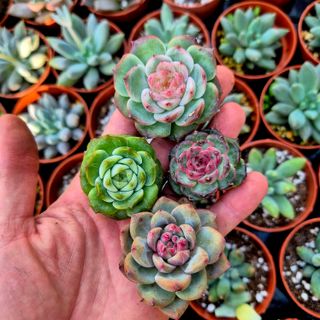 Pack 4 Suculentas Variadas Importadas