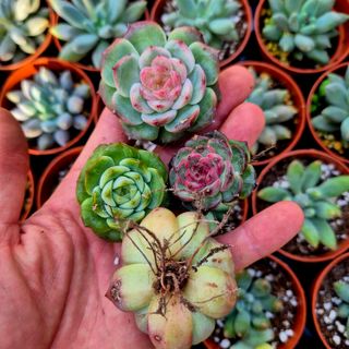 Pack 4 Suculentas Variadas Importadas