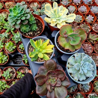 Pack 6 suculentas premium selección