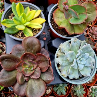 Pack 6 suculentas premium selección