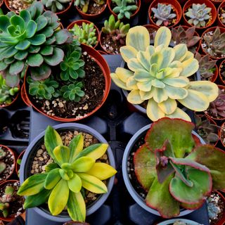 Pack 6 suculentas premium selección