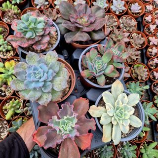 Pack 6 Suculentas Variadas colección