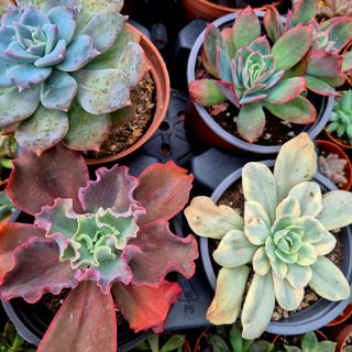 Pack 6 Suculentas Variadas colección
