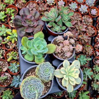 Pack 6 Suculentas Variadas Colección