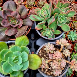 Pack 6 Suculentas Variadas Colección