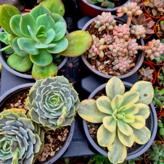 Pack 6 Suculentas Variadas Colección