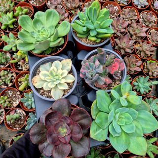 Pack 6 Suculentas Variadas Premium