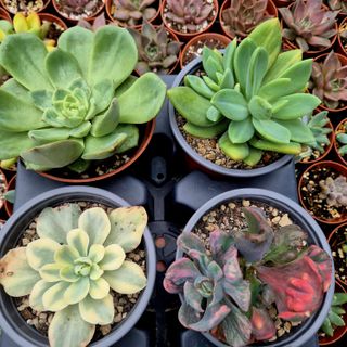 Pack 6 Suculentas Variadas Premium