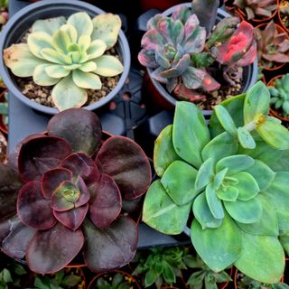 Pack 6 Suculentas Variadas Premium