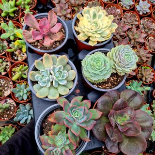 Pack 6 Suculentas Variadas Premium